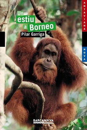 ESTIU A BORNEO, UN (ANTAVIANA NOVA, 116) | 9788448921071 | GARRIGA, PILAR | Llibreria L'Illa - Llibreria Online de Mollet - Comprar llibres online